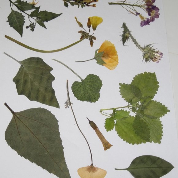 60 PCS Wild Pressed Flowers and Leaves Leaf Weeds Tobacco Sunflower Poppy Mallow - Picture 4 of 5